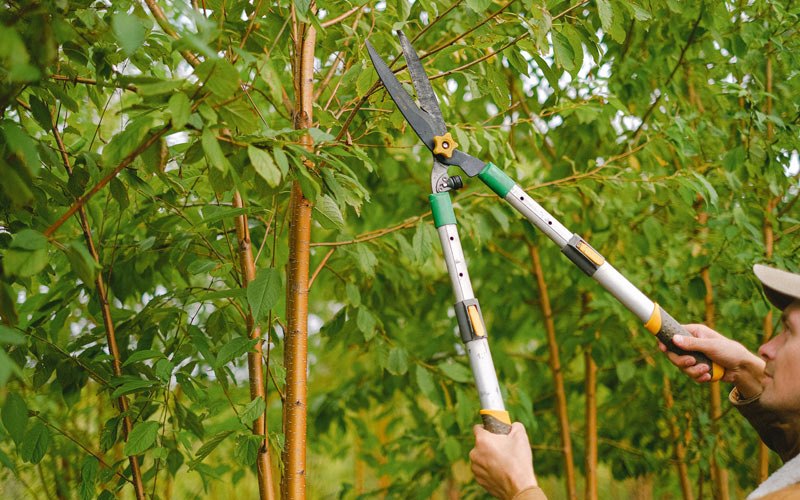 Tree trimming in Winneconne, WI